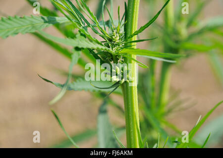 Canapa Indiana, marijuana, Mary Jane (Cannabis sativa), pianta della canapa, infiorescenza femminile, in Germania, in Renania settentrionale-Vestfalia, la zona della Ruhr, Castrop-Rauxel Foto Stock