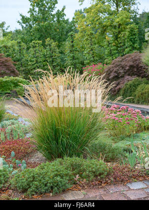 Achnatherum, Feather erba, gramigna (Achnatherum calamagrostis, Stipa calamagrostis), come erba ornamentale in un parco, Germania Foto Stock