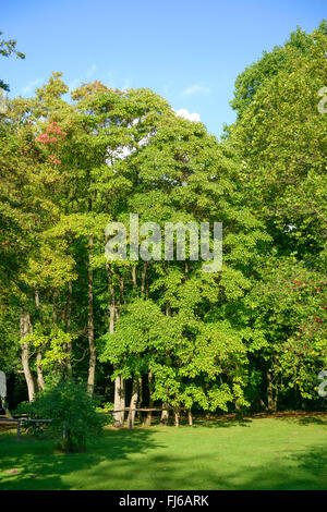 Sassofrasso (Sassafras albidum), abitudine Foto Stock