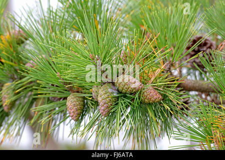 Nero giapponese pine (Pinus thunbergii), il ramo con i coni, Giappone, Honshu Foto Stock
