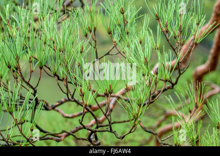 Rosso giapponese pine (Pinus densiflora), il ramo, Giappone, Honshu, giardino Rikugien Foto Stock