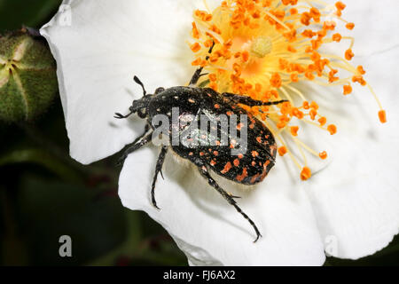 Bianco-rosa macchiato Beetle (Oxythyrea funesta), sittin su un fiore di rose, Germania Foto Stock