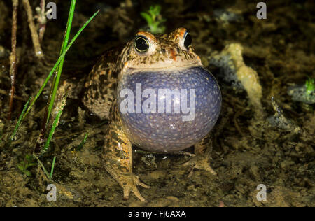 Natterjack toad, natterjack, British toad (Bufo calamita), chiamando maschio, Germania Foto Stock