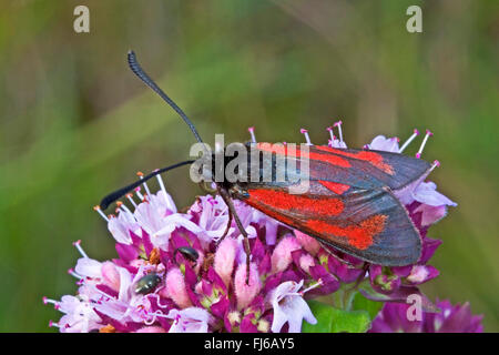 Burnett trasparente (Zygaena purpuralis), sui fiori di colore rosa, Germania Foto Stock