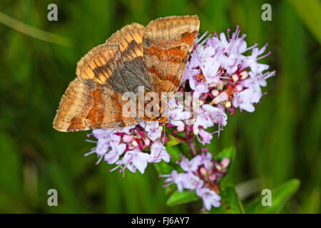 Burnett companion (Ectypa glyphica, Euclidia glyphica), sui fiori di colore rosa, Germania Foto Stock