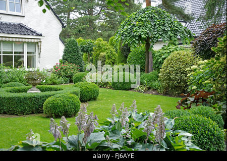 Scotch elm, Wych olmo (Ulmus glabra 'Camperdownii', Ulmus glabra Camperdownii), Lauben-Ulmen, Paesi Bassi Foto Stock