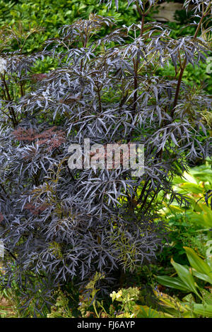 Nero europeo sambuco, Sambuco, Comune di sambuco (Sambucus nigra 'Black Lace", Sambucus nigra pizzo nero), in un giardino, Regno Unito Foto Stock