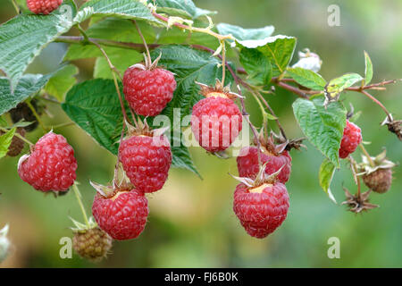 Unione rosso lampone (Rubus idaeus 'Annamaria', Rubus idaeus Annamaria), di lamponi di cultivar di Annamaria su una bussola , Germania Foto Stock