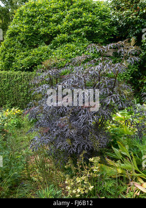Nero europeo sambuco, Sambuco, Comune di sambuco (Sambucus nigra 'Black Lace", Sambucus nigra pizzo nero), in un giardino, Regno Unito Foto Stock