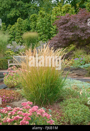 Achnatherum, Feather erba, gramigna (Achnatherum calamagrostis, Stipa calamagrostis), come erba ornamentale in un parco, Germania Foto Stock