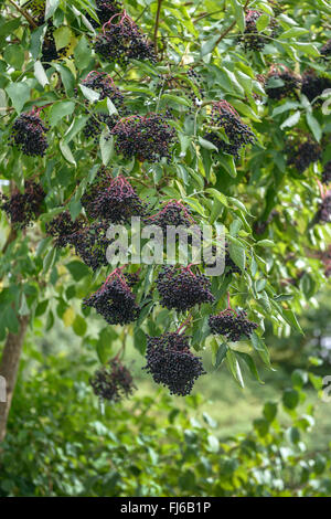 Nero europeo sambuco, Sambuco, Comune di sambuco (Sambucus nigra), la fruttificazione bush, Germania Foto Stock