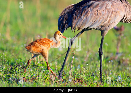 Sandhill gru (Grus canadensis), chick cammina accanto all'adulto, STATI UNITI D'AMERICA, Florida, Kissimmee Foto Stock