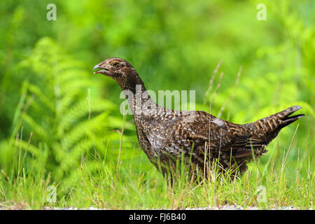 Blue grouse (Dendragapus obscurus), femmina si erge a Strada, Canada, British Columbia, Vancouver Foto Stock