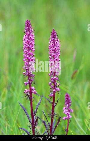 Bull di elefante-testa, elefante, testa di elefanti rosa (Pedicularis groenlandica), fioritura, Canada, Alberta, il Parco Nazionale di Banff Foto Stock