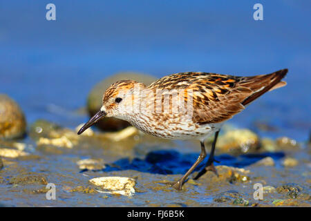 Western sandpiper (Calidris Mauri), sui mangimi a riva, Canada, British Columbia, l'isola di Vancouver Foto Stock