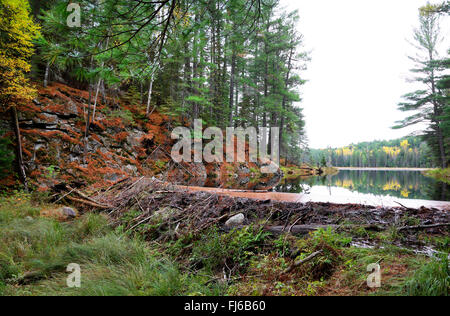 North American castoro, Canadian beaver (Castor canadensis), beaver Lodge at Beaver pond, Canada Ontario, Algonquin Provincial Park Foto Stock