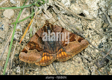 Burnett companion (Ectypa glyphica, Euclidia glyphica), sulla corteccia, Germania Foto Stock