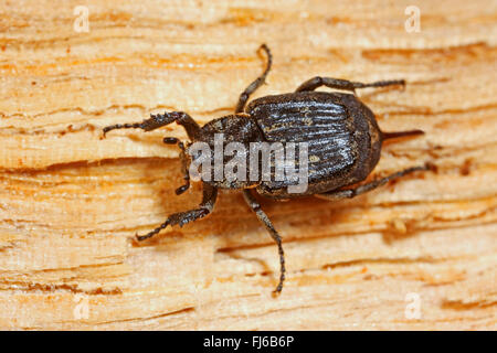 Scarabeo scarabeo (hemipterus valgo, Scarabaeus hemipterus), femmina su legno, Germania Foto Stock