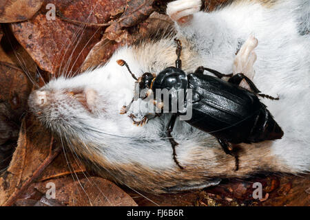 Nero coleottero di seppellimento (Necrophorus, humator humator Nicrophorus), alimentazione su un topo morto, Germania Foto Stock