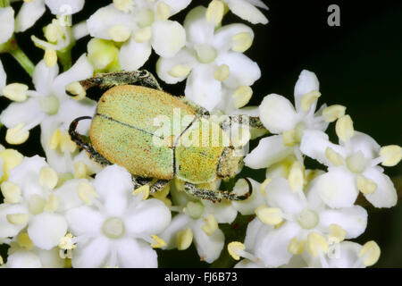 Scarabeo (Hoplia argentea, Hoplia farinosa), seduto su un umbellifer, Germania Foto Stock