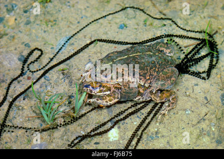 Natterjack toad, natterjack, British toad (Bufo calamita), accoppiamento, stringhe di spawn, Germania Foto Stock