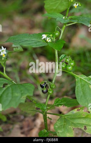 Comune di nightshade, erba morella (Solanum nigrum subsp. nigrum), fioritura, Germania Foto Stock