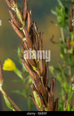 Enagra (Oenothera biennis), capsule, Germania Foto Stock