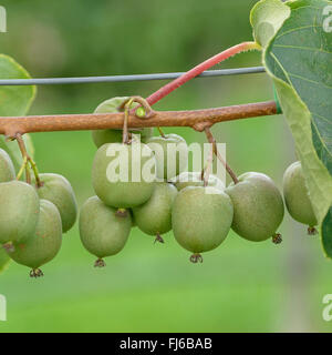 Tara Vine Bower Actinidia, Mini Kiwi (Actinidia arguta 'Geneva','Actinidia arguta Ginevra), cultivar di Ginevra, Germania Foto Stock