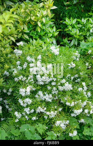 Mexican orange blossom (Choisya ternata 'Perla Azteca', Choisya ternata 'Perla Azteca'), cultivar Aztec Pearl, Regno Unito Inghilterra Foto Stock