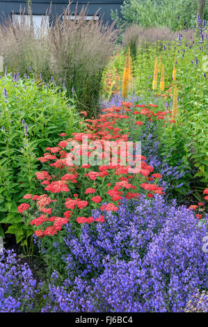 Yarrow, comune yarrow (Achillea millefolium 'Paprika', Achillea millefolium Paprika), cultivar paprica in un aiuola con Agastache Blue Fortune e Kit Nepeta Cat, Paesi Bassi Foto Stock