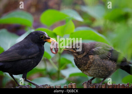 Merlo (Turdus merula), offerta di maschi giovani bird un worm di massa, in Germania, in Baviera Foto Stock