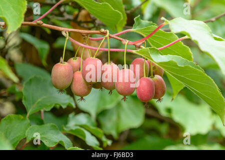 Tara Vine Bower Actinidia, Mini Kiwi (Actinidia arguta 'Weiki','Actinidia arguta Weiki), cultivar Weiki, Germania Foto Stock