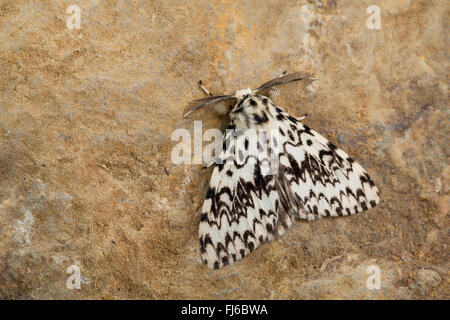 Archi nero (Lymantria monacha), maschio, Germania Foto Stock