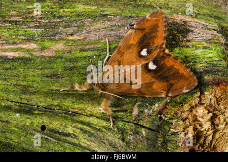 Vaporer tarma vaporer comune, rusty tussock moth (Orgyia antiqua, Orgyia recens), maschio su legno, Germania Foto Stock