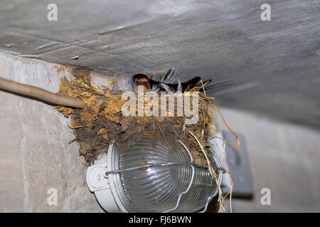 Barn swallow (Hirundo rustica), nel suo nido pn una lampada in una stalla, Germania Foto Stock