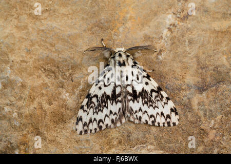 Archi nero (Lymantria monacha), maschio, Germania Foto Stock