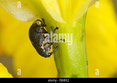 Iris curculione semi (Mononychus punctumalbum, Mononychus punctum-album), in corrispondenza di un fiore, Germania Foto Stock