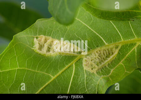 Foglie di noce Gall Mite (Eriophyes erineus, Aceria erinea, Aceria erineus), danni su foglie di noce, Germania Foto Stock