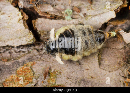 Vaporer tarma vaporer comune, rusty tussock moth (Orgyia antiqua, Orgyia recens), wingless femmina, Germania Foto Stock