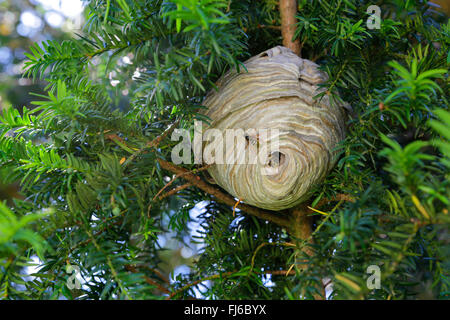 Wasp mediano (Dolichovespula media), appendere il nido in un yew, in Germania, in Baviera, Niederbayern, Bassa Baviera Foto Stock