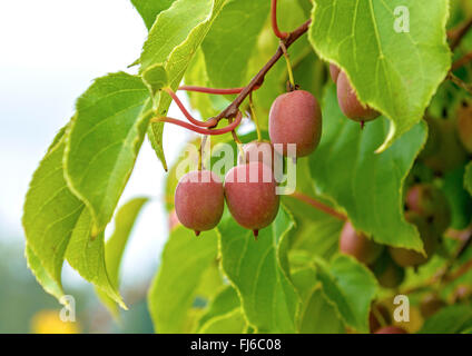 Tara Vine Bower Actinidia, Mini Kiwi (Actinidia arguta 'Weiki','Actinidia arguta Weiki), cultivar Weiki, Germania Foto Stock