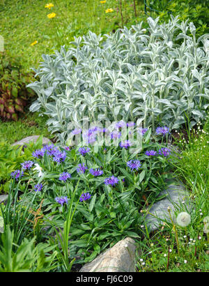 Montane star-cardo, perenne, fiordaliso fiordaliso di montagna (Centaurea montana), che fiorisce in un aiuola, con Stachys olimpica, Repubblica Ceca Foto Stock