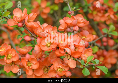 Cotogno giapponese (Chaenomeles japonica, Choenomeles japonica), fioritura Foto Stock