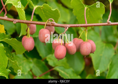 Tara Vine Bower Actinidia, Mini Kiwi (Actinidia arguta 'Weiki','Actinidia arguta Weiki), cultivar Weiki, Germania Foto Stock