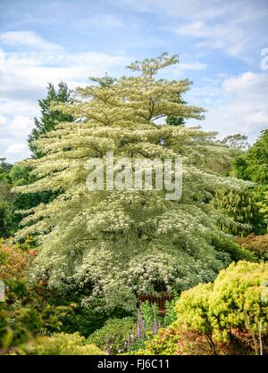 Giant sanguinello (Cornus controversa "Variegata', Cornus controversa variegata), cultivar di fioritura e variegata, Regno Unito Inghilterra Foto Stock