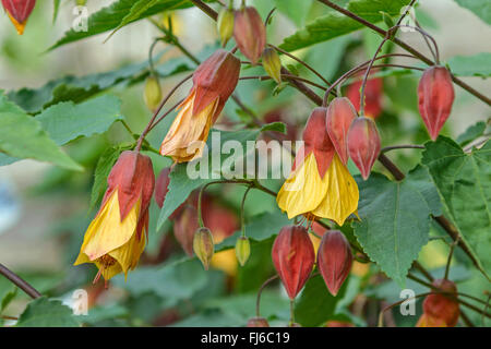 Trailing abutilon (Abutilon megapotamicum), fiori, Regno Unito Inghilterra Foto Stock