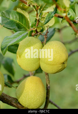 Cotogno ornamentale (Chaenomeles speciosa), frutti su un ramo, Germania Foto Stock