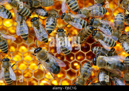 Il miele delle api, hive bee (Apis mellifera mellifera), di api su favi, in Germania, in Baviera, Niederbayern, Bassa Baviera Foto Stock