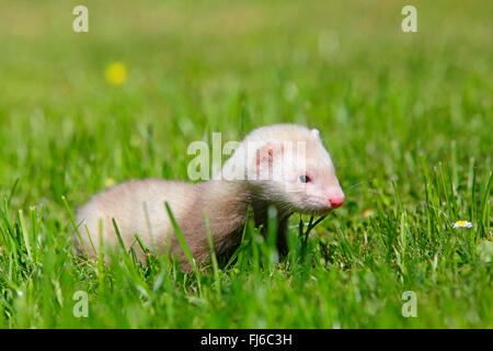 Polecat domestici, domestici ferret (Mustela putorius f. furo, Mustela putorius furo), animale giovane seduto in un prato, in Germania, in Baviera Foto Stock