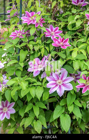 Clematis, vergini-bower (Clematis 'Dr. Ruppel', Clematis Dr Ruppel), cultivar Dr. Ruppel Foto Stock